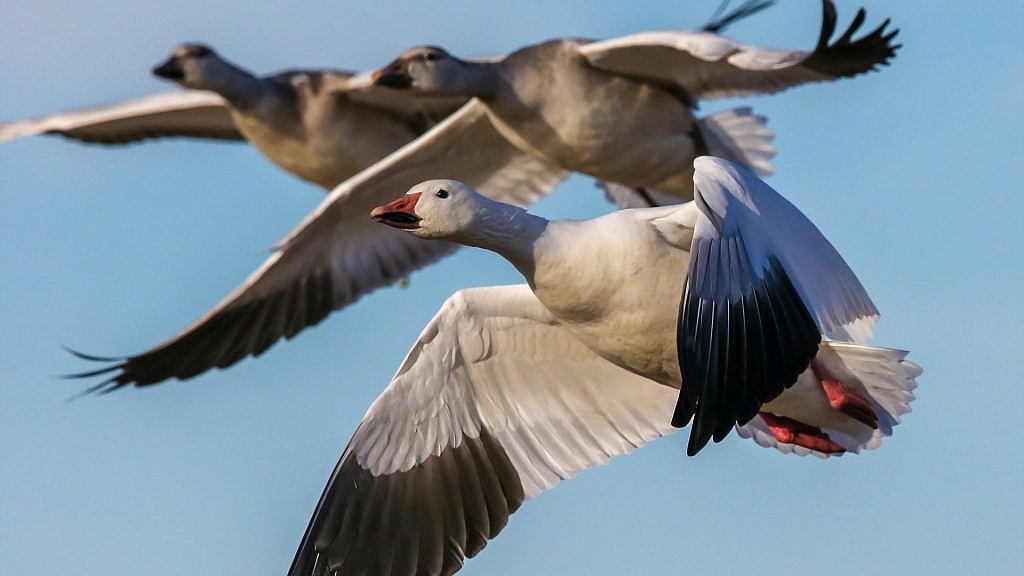 Geese flying around during a warm day.