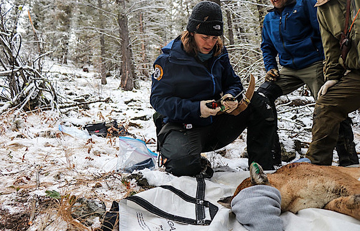 In southwestern Montana, mountain lion monitoring biologist Ashley Hodge gathers essential information on mountain lion populations and their movement patterns. To collect this vital information, she is leaning on help from four-legged friends and their loyal owners in hopes of collaring one of Montana's most elusive mountain creatures. (Montana FWP photo)