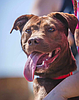 Bring a little chocolate into your life, adopt Cocoa Bean