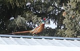 Quite the pleasant pheasant