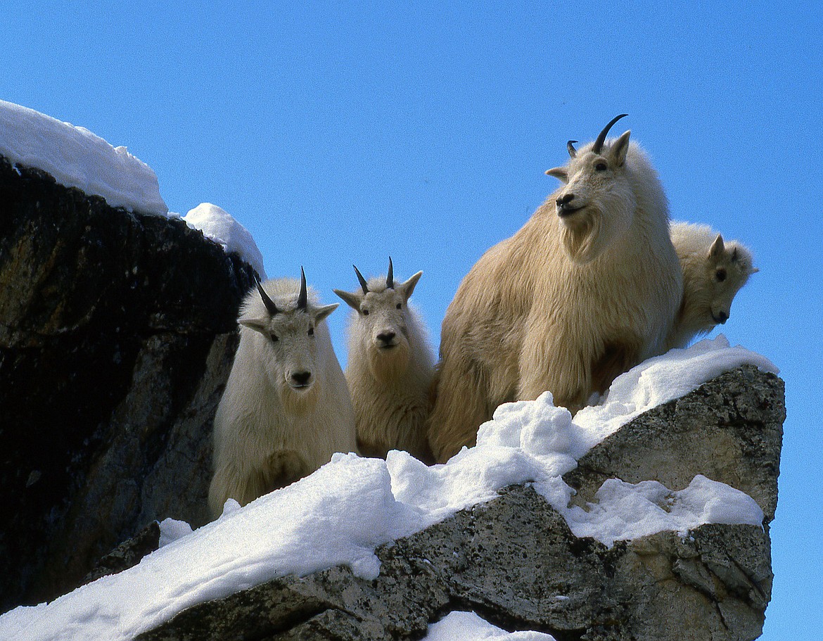 Mountains goats will be the subject of a presentation by Montana author Bruce Smith March 12 in Libby. (Courtesy photo)