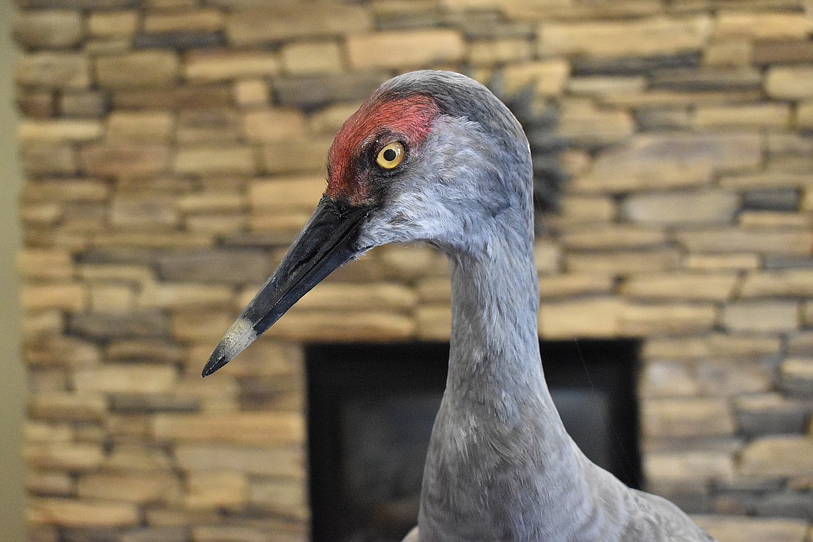 Birdwatchers at last year’s  Othello Sandhill Crane festival await the majestic birds’ arrival. This year’s festival is March 20-23.
