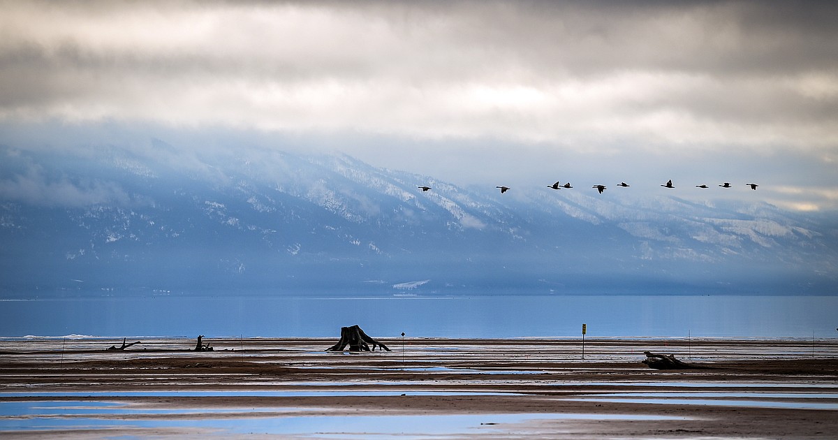 Montana looks to continue grain-growing program for Flathead Lake waterfowl