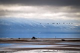 Montana looks to continue grain-growing program for Flathead Lake waterfowl
