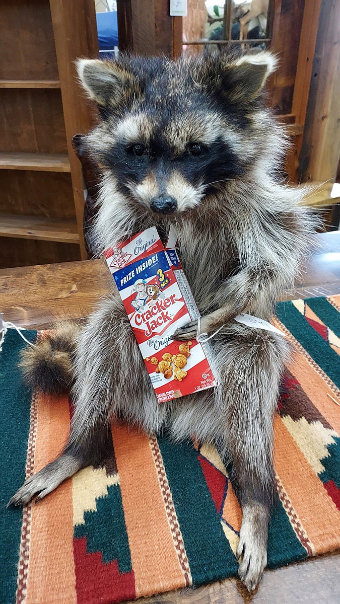 This stuffed snacking raccoon is one of the more unusual items up for auction at the Youth Outdoors Unlimited auction Saturday at the Best Western Lake Front Hotel in Moses Lake.
