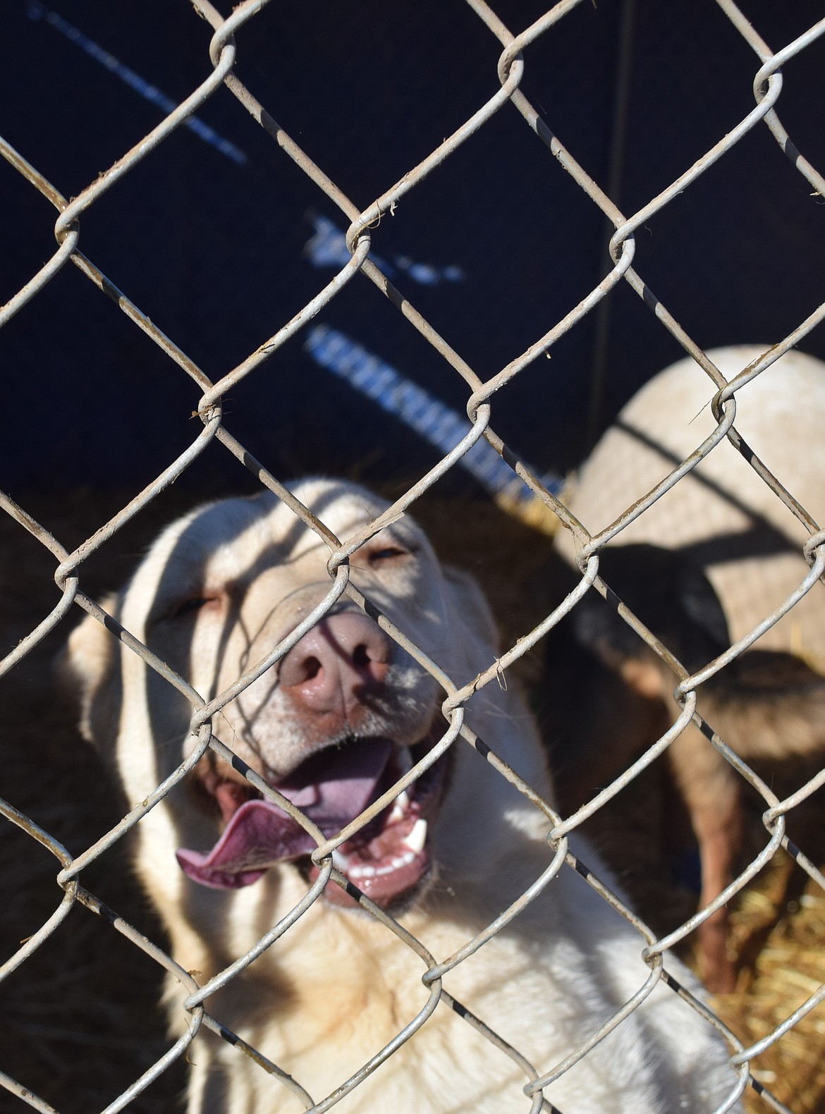 Latte Love was found as a puppy after she was dumped on the canal two years ago. She has been in the care of the Rock Bottom Rocker Pet Pantry since, but she would love for someone to take her home for cuddles, long runs and many treats. If she is your cup of pup, visit RockBottomRocker.org to learn more about adopting her.