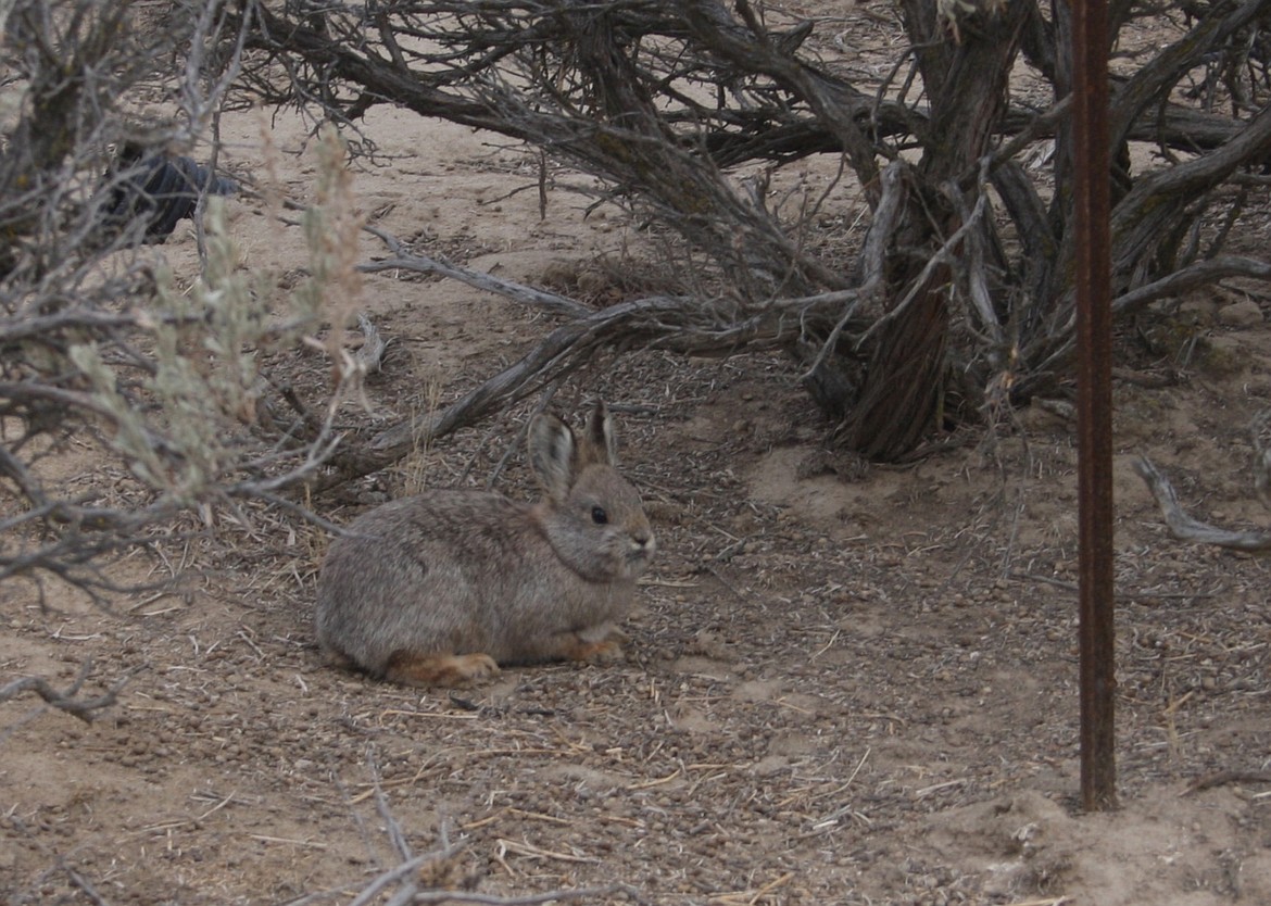 The pygmy rabbit is an endangered species found in Grant and surrounding counties. The Washington Department of Fish and Wildlife will be doing a prescribed burn in the Sagebrush Flat Wildlife Area in March to help provide the rabbit with a better environment.