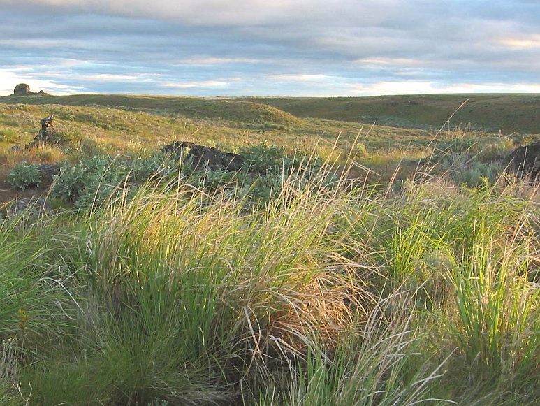 The Sagebrush Flats Wildlife Area will be receiving a prescribed burn this month. The burn will help remove dead brush which will mitigate wildfires and clear up the habitat for animals such as the pygmy rabbit and sage grouse.
