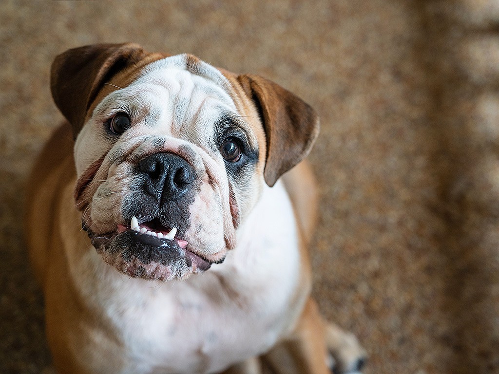 PET TALK Bulldogs Beneath the wrinkles Coeur d'Alene Press