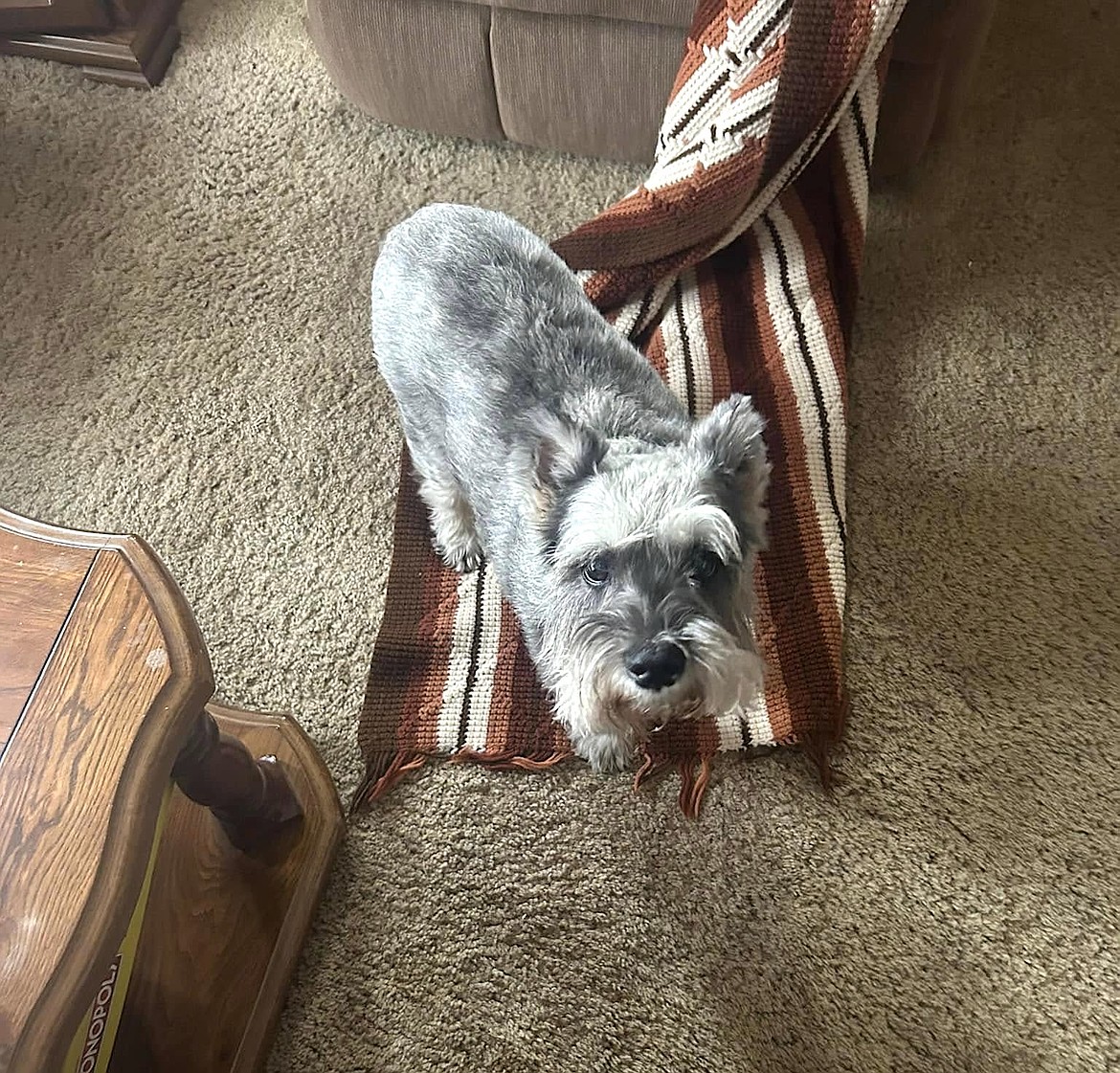 Butters, a 14-year-old Miniature Schnauzer, was found in Alberton by Olivia Hoffner after being dumped from a stolen vehicle last week. (Photo courtesy/Kelly Woll Facebook)