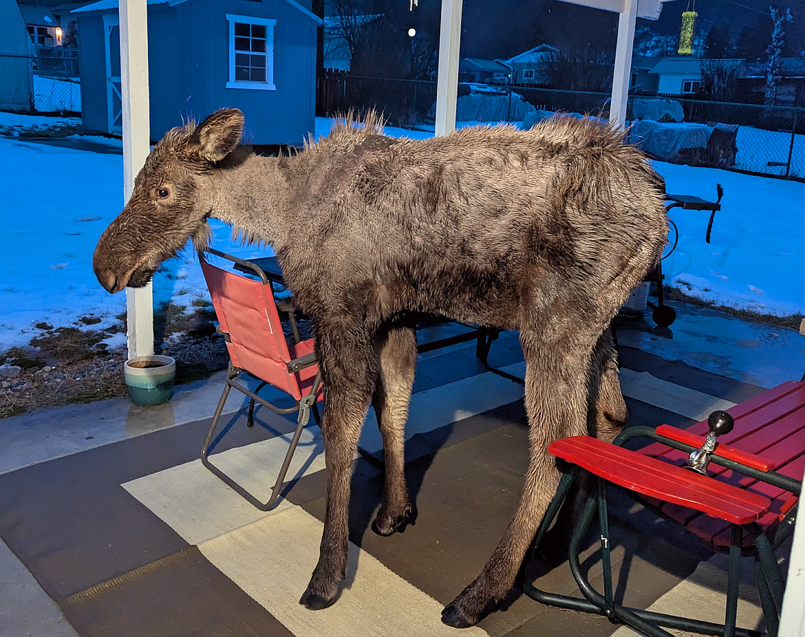 This young moose that had taken up residency inside Osburn last month was euthanized by the Idaho Department of Fish and Game after people refused to stop feeding and sheltering it.