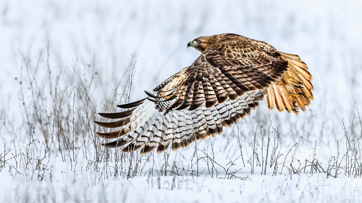 A hawk soars over a snow-covered field earlier this winter on the Rathdrum Prairie near Lancaster and Ramsey roads.