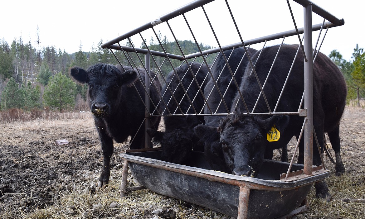 Cows on Jewel Lake Ranch are treated to a snack of organic, non-GMO grain.