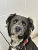 Chica, an adorable pup is up for adoption