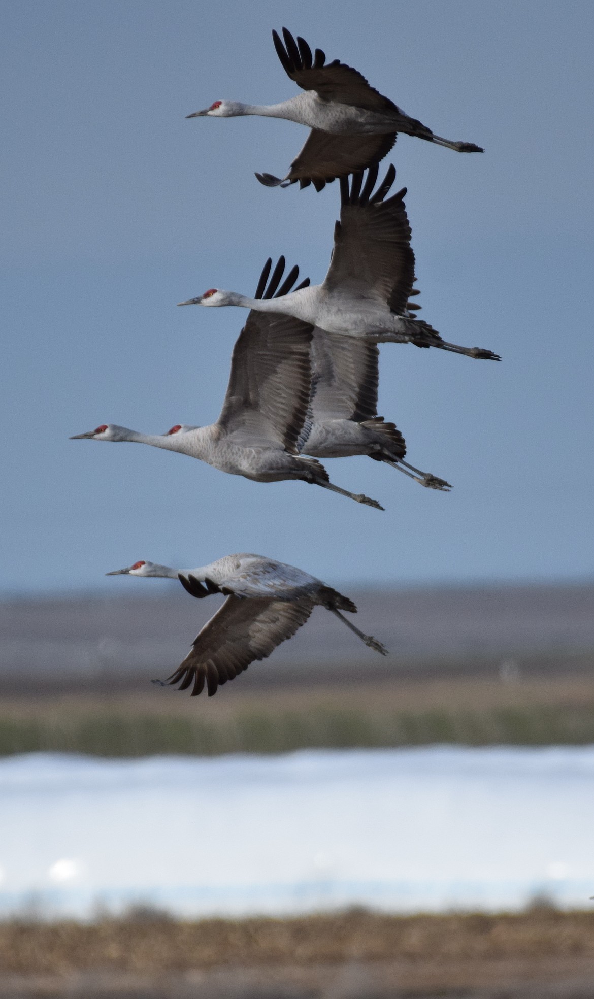 Sandhill cranes fly near Dilling Road in Connell Saturday. The 27th annual Sandhill Crane Festival had around 35,000 cranes stop during their yearly migration up to Canada.