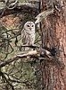 Barred owls take spotlight at Audubon program