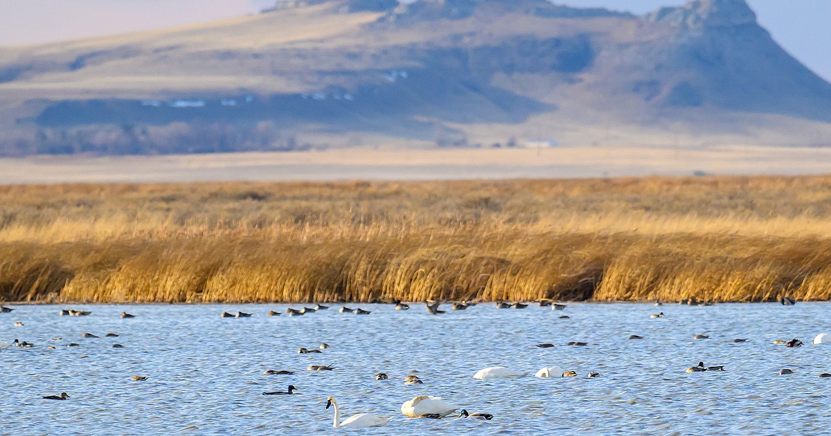 New research from Montana State economist shows how wetland restoration can benefit local economies