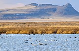 New research from Montana State economist shows how wetland restoration can benefit local economies