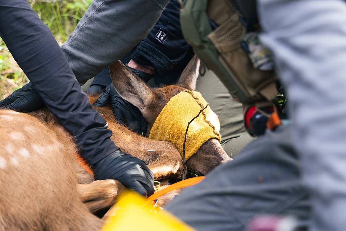 A blindfold helps keep calves calm as researchers take measurements and attach a GPS radio collar. (MT Fish, Wildlife and Parks)