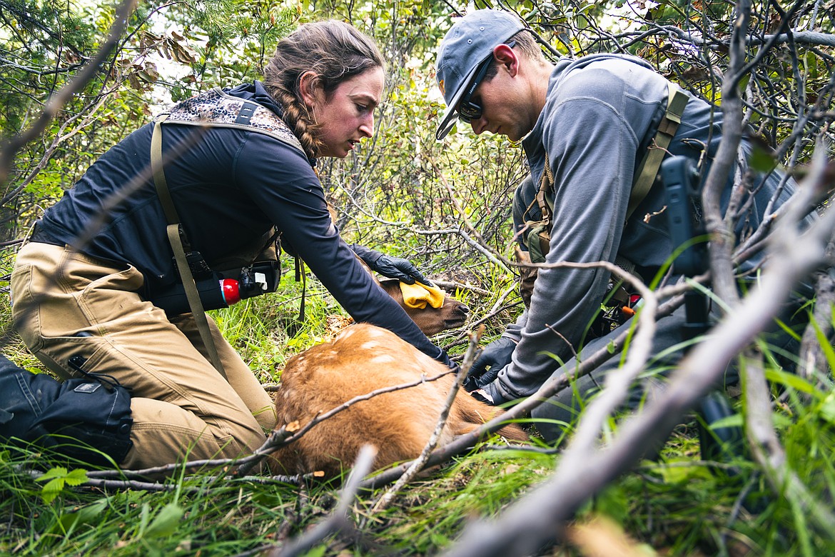 Researchers use hobbles to secure a calf's ankles so that they can safely examine it. If located within the first few days after birth, researchers are able to safely examine elk with few other restraints. (MT Fish, Wildlife and Parks)