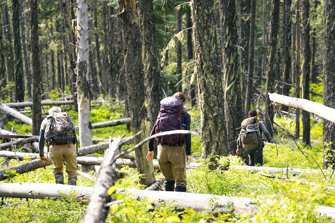 Researchers search for an elk calf near Pilgrim Creek in Sanders County. (MT Fish, Wildlife and Parks)