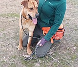 Scoobie Doobie Doo wants to be adopted by you