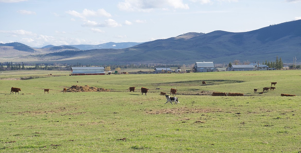Busy cowdog rounds up the stragglers for dinnertime at a ranch on Dublin Gulch Road last week. (Kristi Niemeyer/Leader)