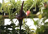 A morbid curiosity: Smelly voodoo lily in bloom at Summit Sprouts in Hayden