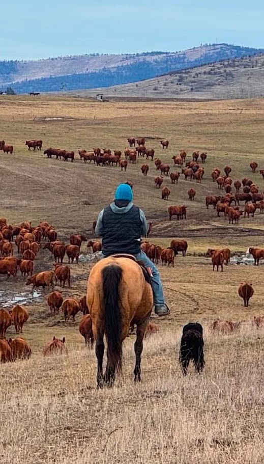 The Guenzler family continues to ranch on horseback, using quarter horses they raise. (Courtesy photo)