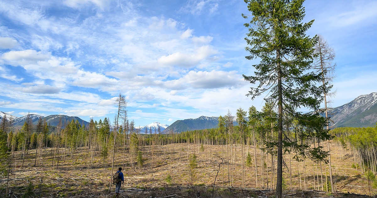 Forest Service admits few were notified of project during shutdown, says that's not the intent going forward