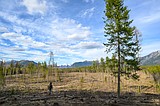 Expect more timber harvest on Flathead
