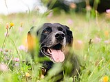 PET TALK Shedding light on fading sight: Managing eyesight decline in aging pets