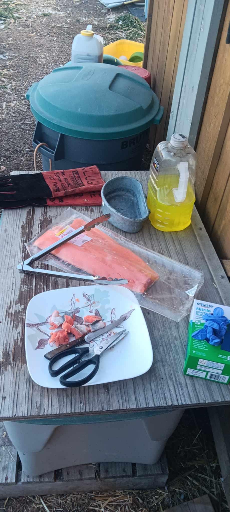 Rock Bottom Rocker Pet Pantry President Shawna Kluge picked up the bald eagle from Carlton and brought him back to the Pet Pantry Tuesday after speaking with Dr. Dick Maier, the owner of Pioneer Veterinary Clinic. He recommended she keep the bird in a quiet, enclosed area and offer it food and water. Kluge then spent $45 on a filet of salmon to feed the bird.