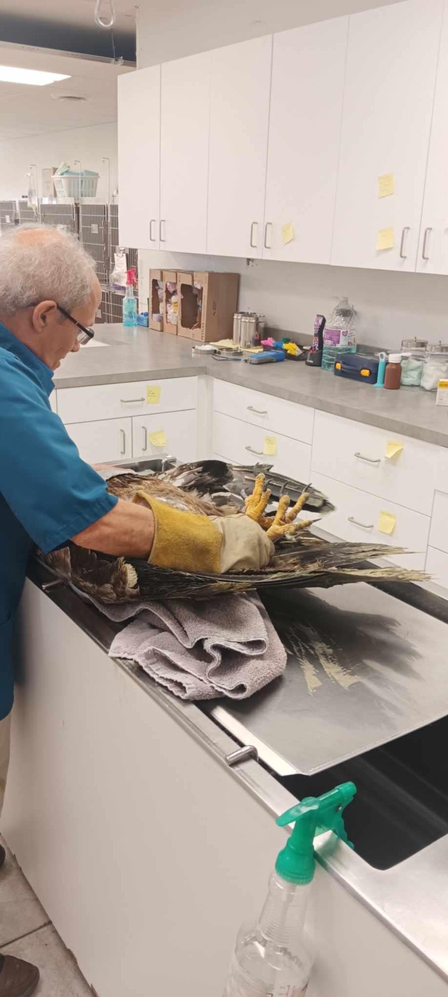 On Wednesday morning, Rock Bottom Rocker Pet Pantry President Shawna Kluge brought the bald eagle to the Pioneer Veterinary Clinic to be seen by Dr. Dick Maier.