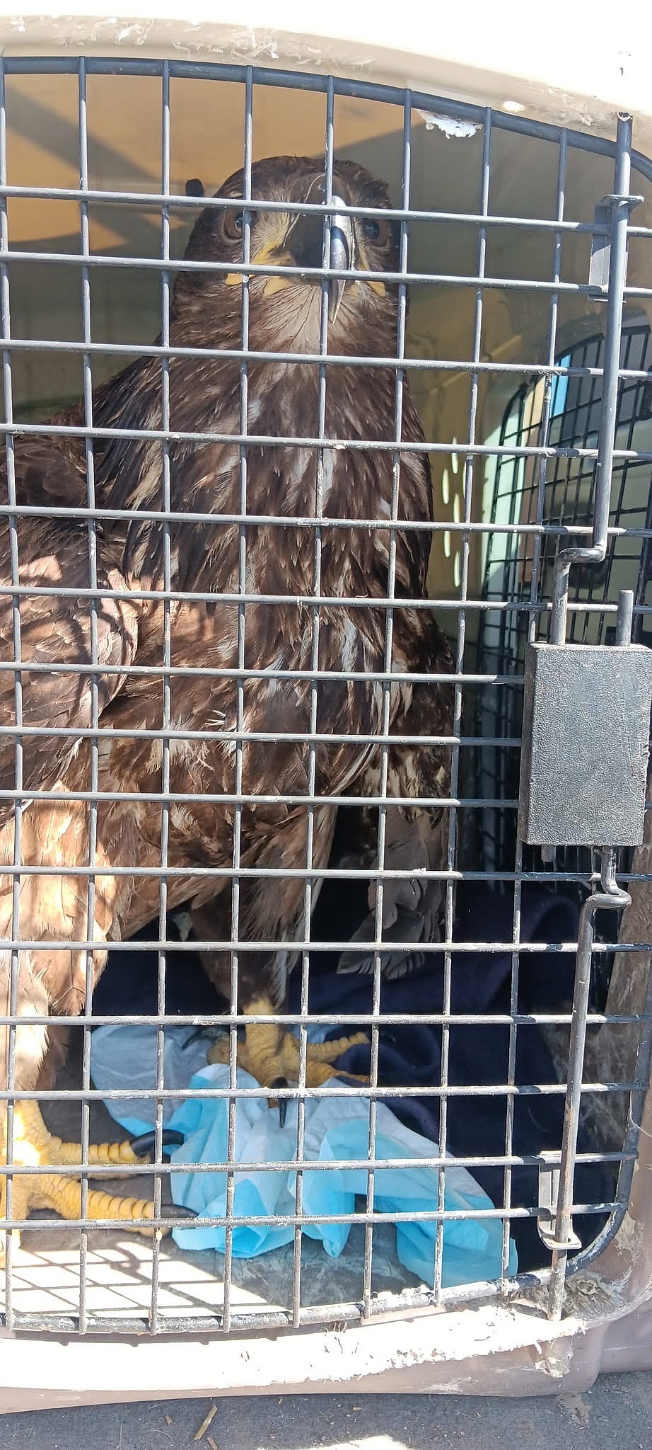 Rock Bottom Rocker Pet Pantry President Shawna Kluge, after four days of coordinating, around $500 spent and two animal hospitals later, successfully delivered an injured bald eagle to Pullman to receive care.