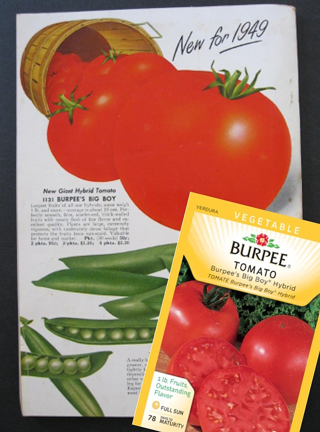 The first hybrid tomato was introduced in 1949 by the Burpee seed company. Big Boy tomatoes remain a popular hybrid variety today.