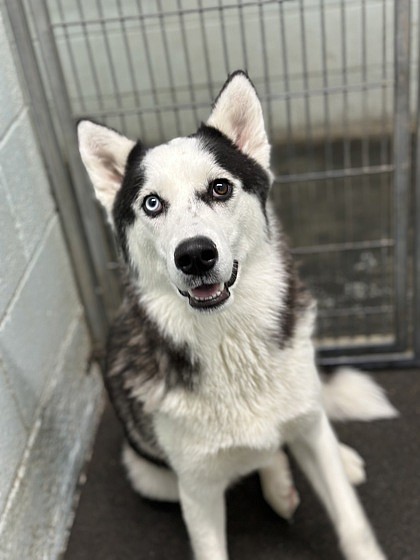 MOSES LAKE – Chorizo, is a friendly and energetic dog who loves being around people and other pups. He gets a little excited about feline friends, so it’s best to keep them separated. He loves a good game of fetch or a lengthy cuddle session. If he seems like your perfect companion, visit GrantCountyAnimalOutreach.org and fill out his application. If adopting is not an option right now, but you would like to help a local shelter, visit the website and click “donate.”