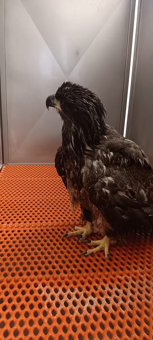 Last week, Rock Bottom Rocker Pet Pantry President Shawna Kluge spent three days and around 600 miles on the road to rescue a 2-year-old bald eagle and get him to the Washington State University Veterinary Teaching Hospital. Unfortunately, the eagle had to be humanely euthanized because of an injury to the elbow of his wing.