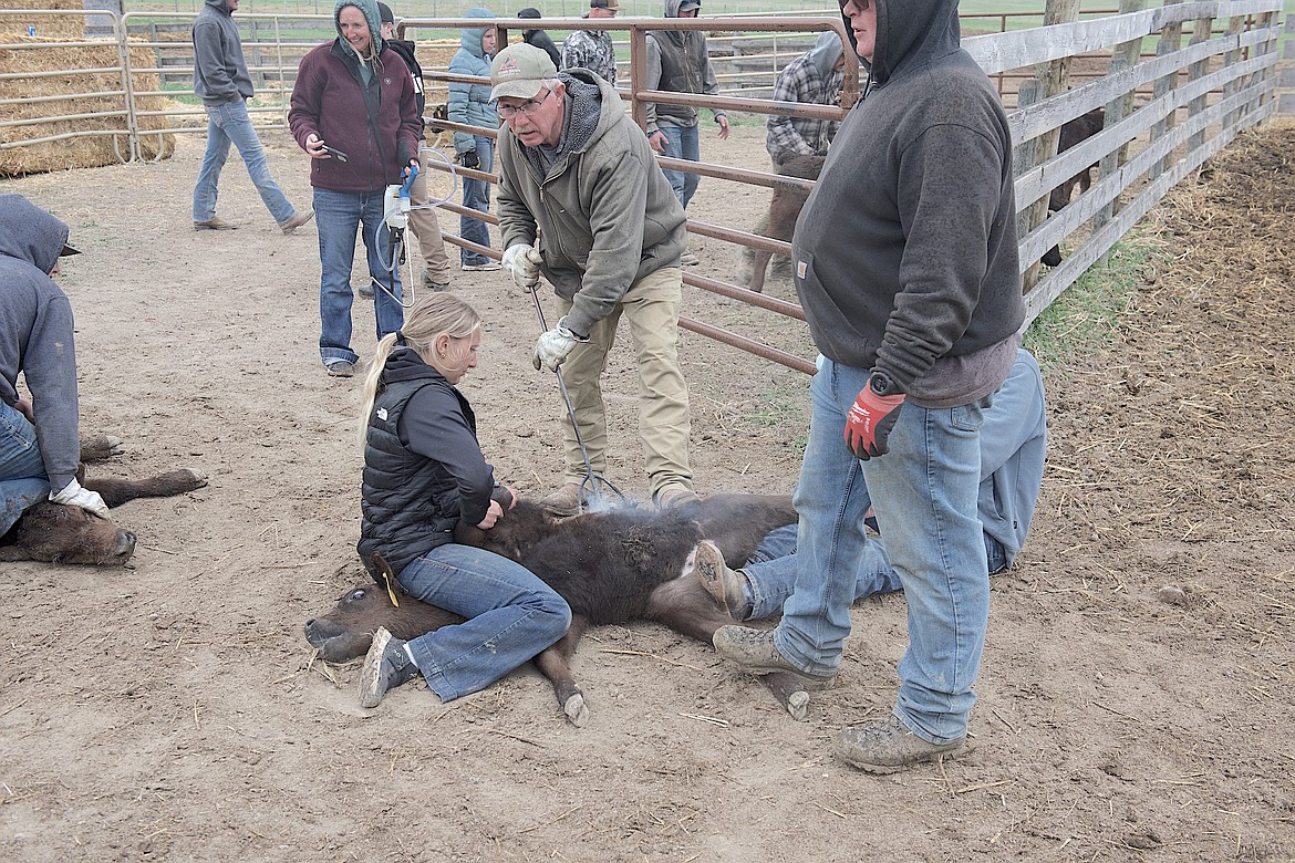 Duane Weible brands another calf during the annual get-together at the family's ranch south of Charlo. All-told, they marked around 180 calves in about six hours. (Kristi Niemeyer/Leader)
