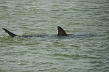 Sharks drew crowds who swam with them off Israel's coast — until one man disappeared