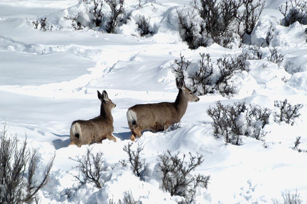 A deer and fawn make their way through heavy snow in Idaho.
