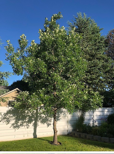 Coeur d'Alene mom Patty McGinnis sent The Press this photo of the pin oak her daughter, Makena, brought home from Borah Elementary in 2002.