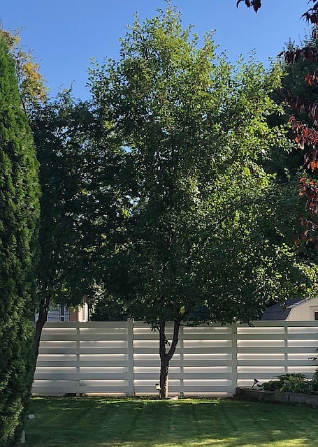 Alyssa Romero was in Mrs. Deremiah’s fourth grade class at Bryan Elementary when she brought home this hope crabapple tree during the Coeur d'Alene Arbor Day program in 2009. The tree is seen here in 2021.