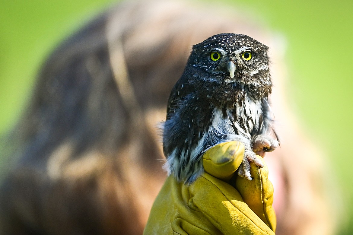 A volunteer with Montana Wild Wings Recovery Center holds a northern pygmy-owl during a demonstration at the Arbor Day celebration at Lawrence Park on Friday, April 25. (Casey Kreider/Daily Inter Lake)