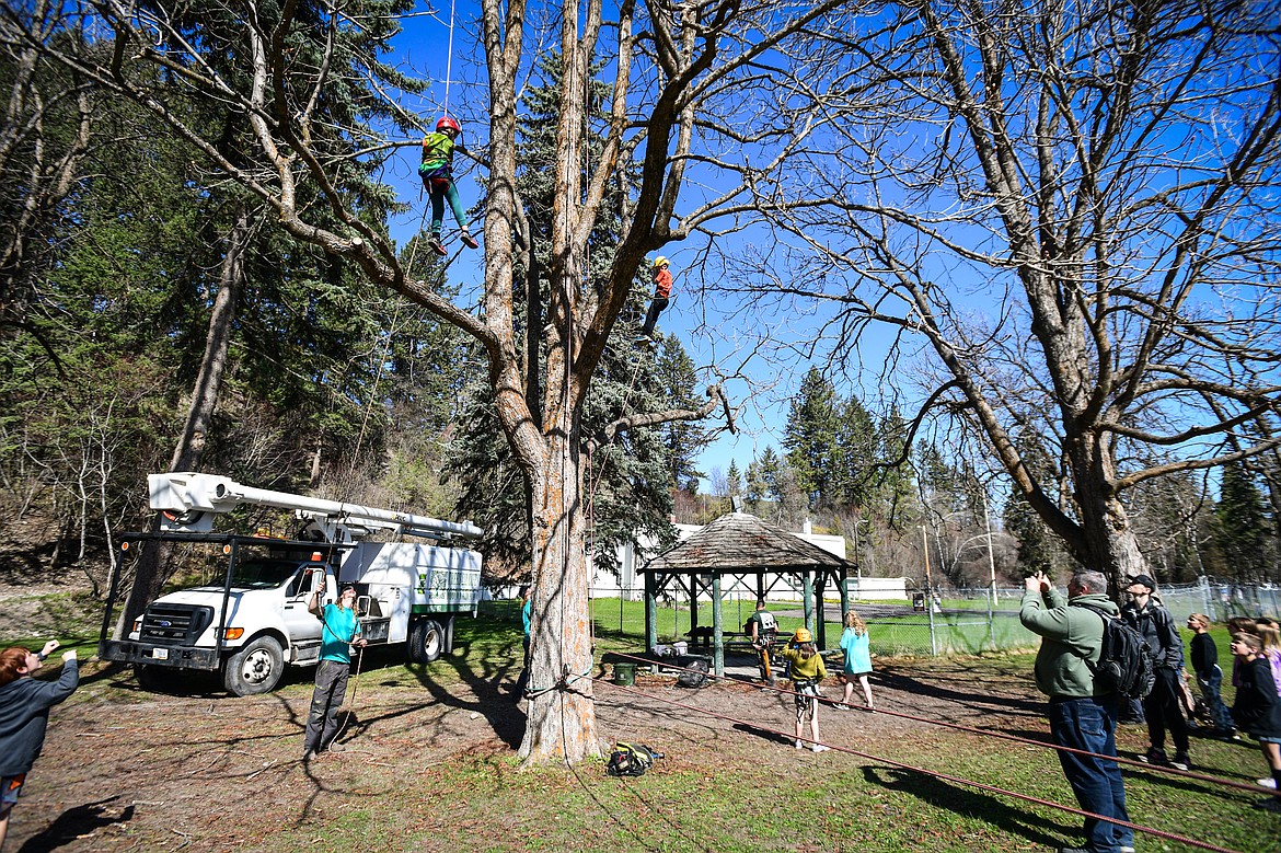 Third-graders are hoisted into the canopy of a tree at the Trees for Life station at the Arbor Day celebration at Lawrence Park on Friday, April 25. (Casey Kreider/Daily Inter Lake)