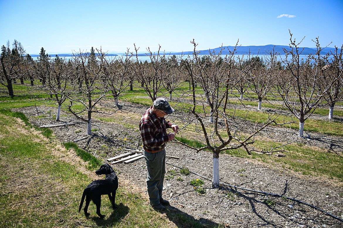 Bruce Johnson looks over a section of apple trees with his puppy Stryder at Buena Vista Orchard on Thursday, April 24. (Casey Kreider/Daily Inter Lake)