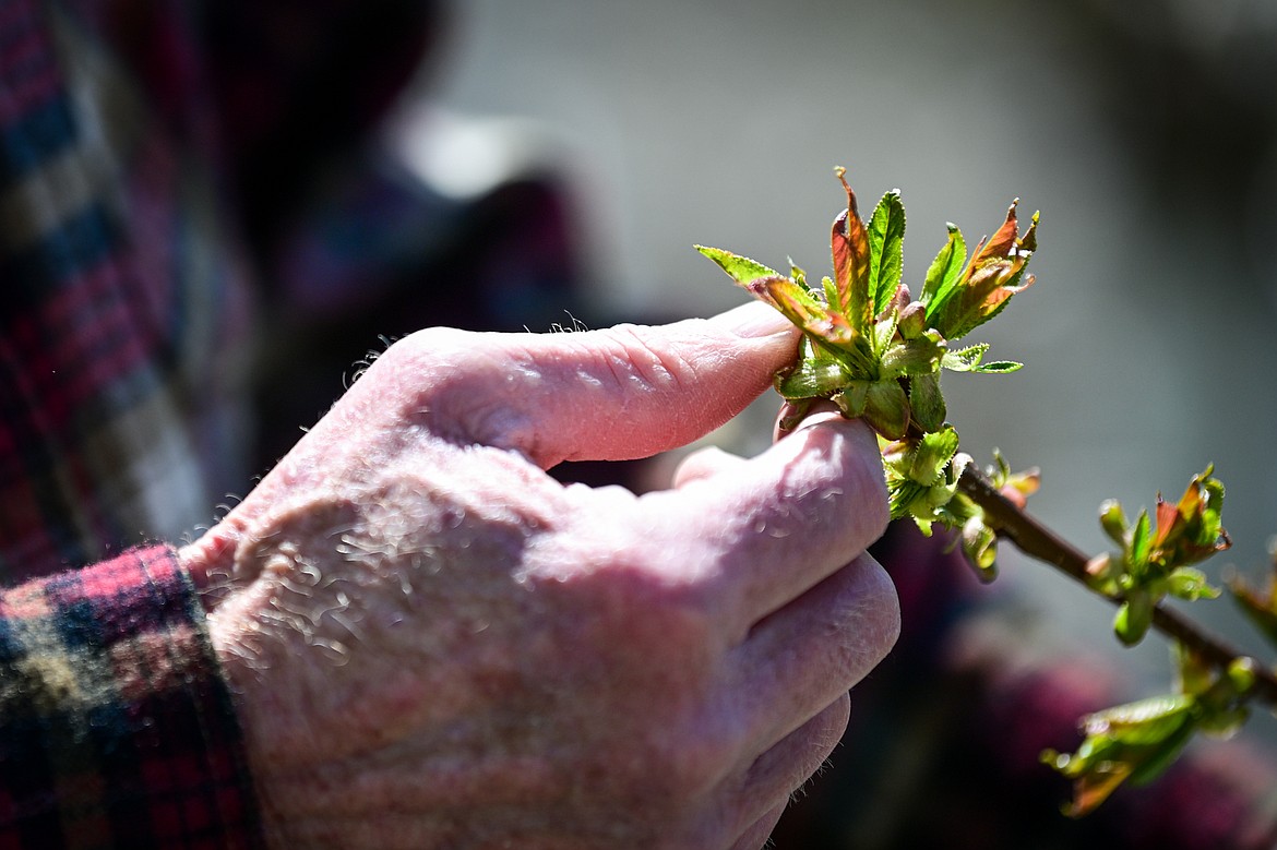 Bruce Johnson looks over a blossoming lapins cherry tree at Buena Vista Orchard on Thursday, April 24. (Casey Kreider/Daily Inter Lake)