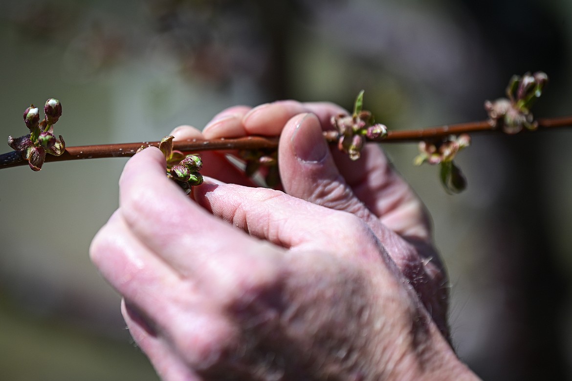 Bruce Johnson looks over a blossoming lapins cherry tree at Buena Vista Orchard on Thursday, April 24. (Casey Kreider/Daily Inter Lake)