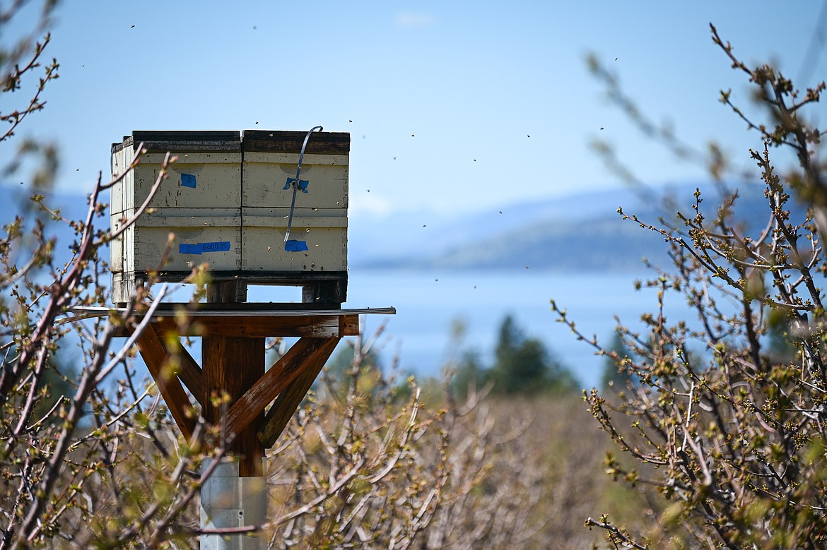 A hive of bees rests on a platform in a row of lapins cherry trees at Bruce Johnson's Buena Vista Orchard on Thursday, April 24. (Casey Kreider/Daily Inter Lake)