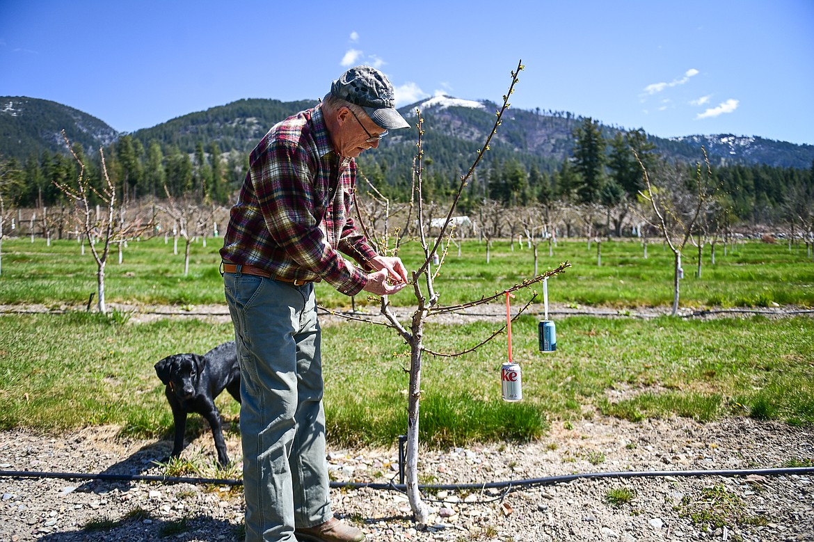 Bruce Johnson looks over a young sweetheart cherry tree with his puppy Stryder at Buena Vista Orchard on Thursday, April 24. (Casey Kreider/Daily Inter Lake)